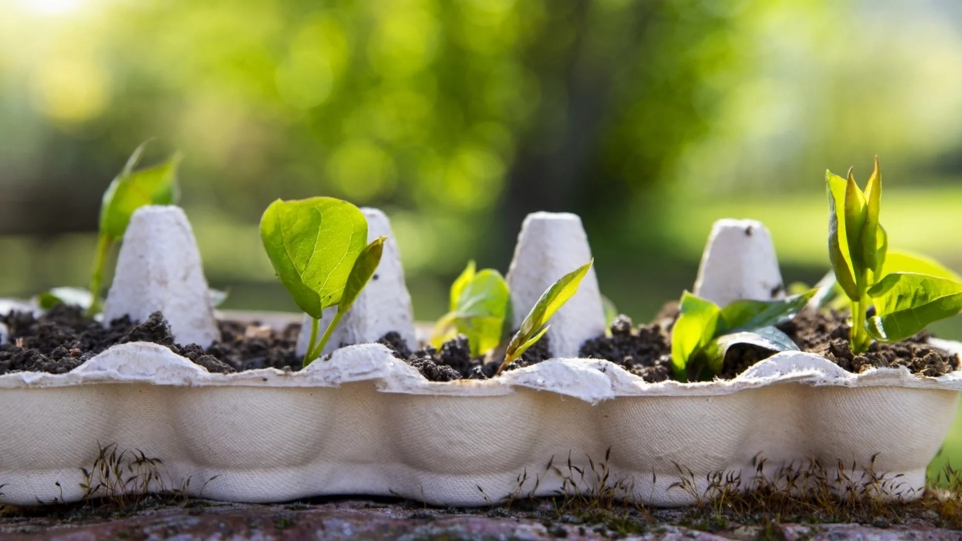 Как да използвате кутии за яйца в градината?