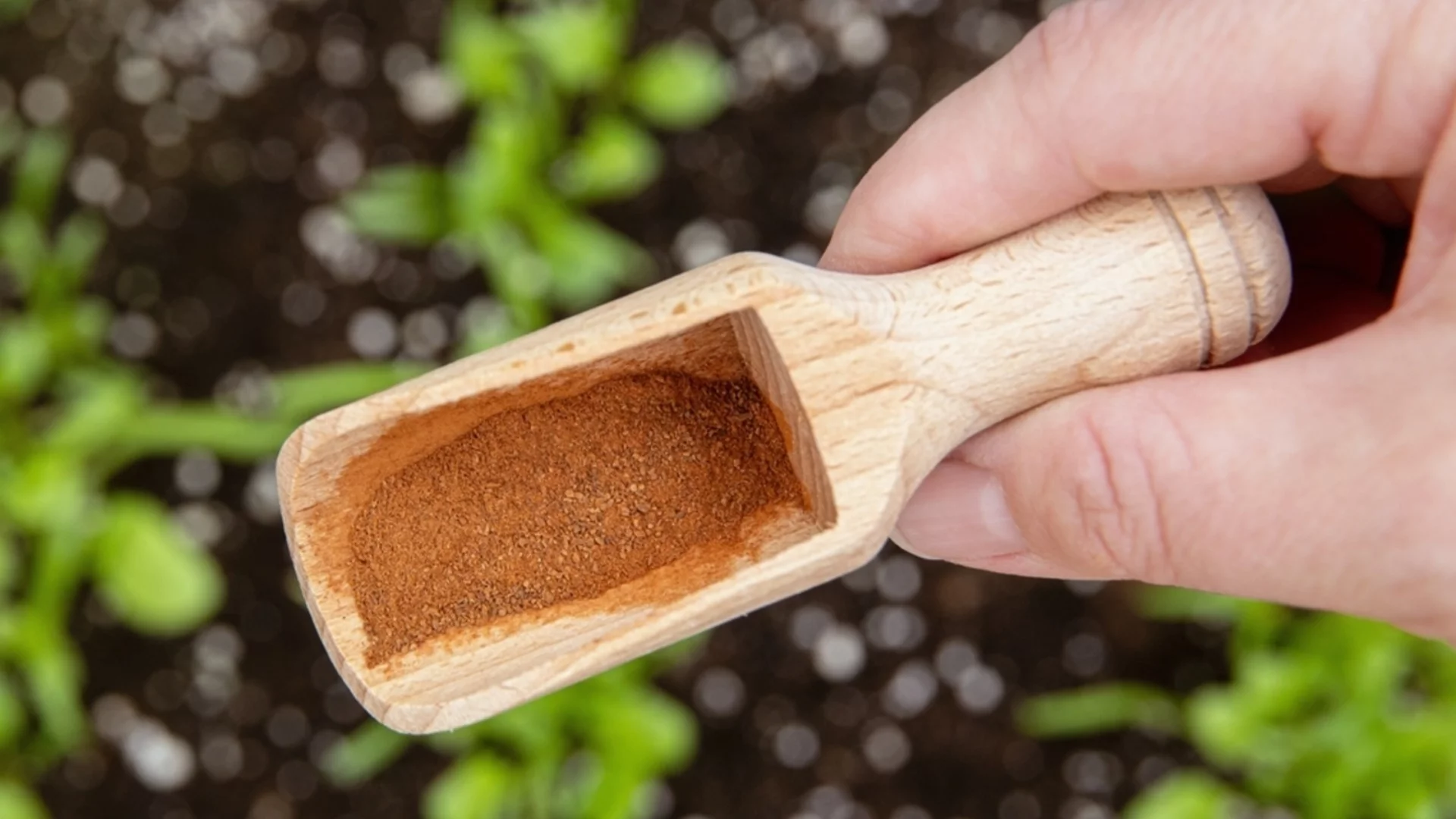 Защо старите градинари поръсват канела в градината