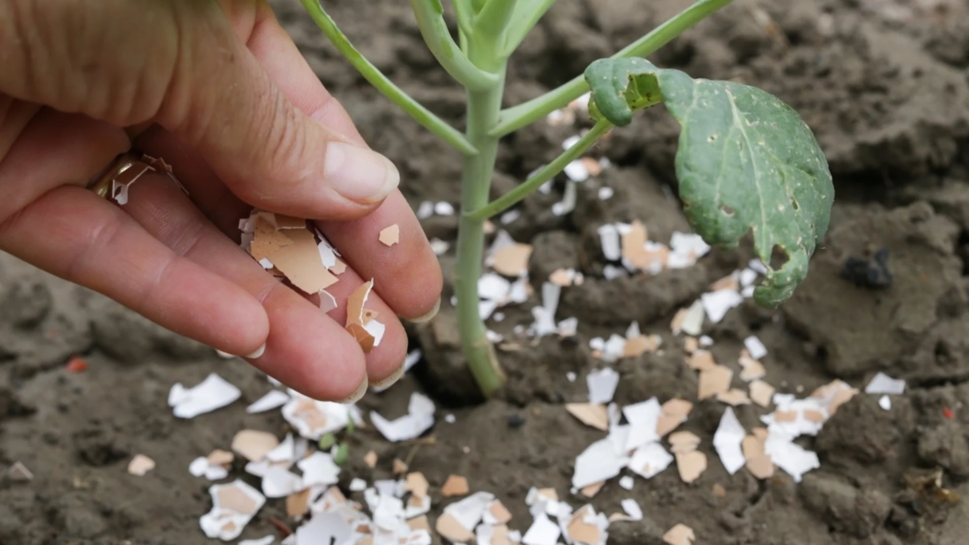 Защо не трябва да слагате счупени яйчени черупки директно в почвата си