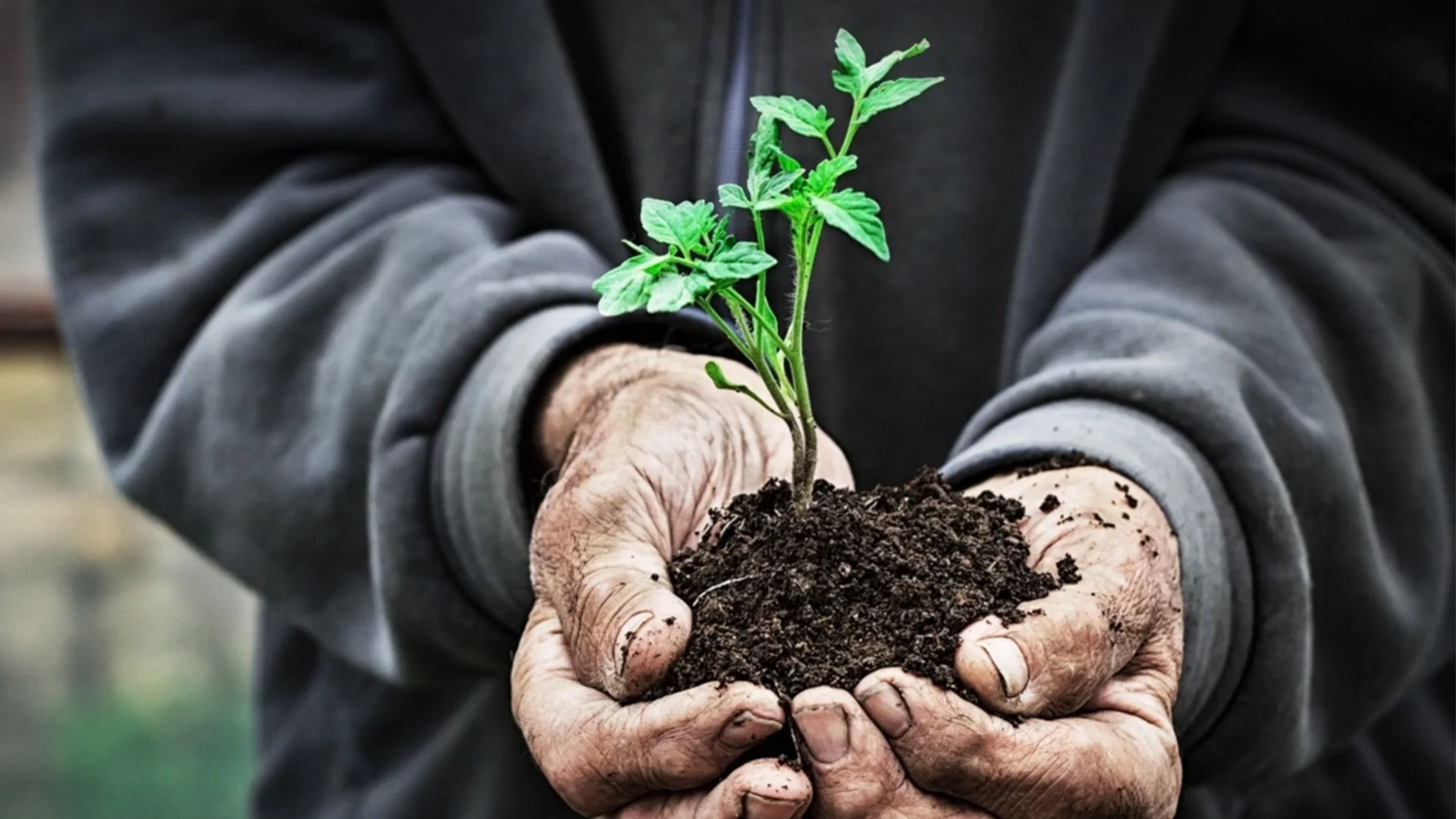 Трябва ли да да прореждате разсада?