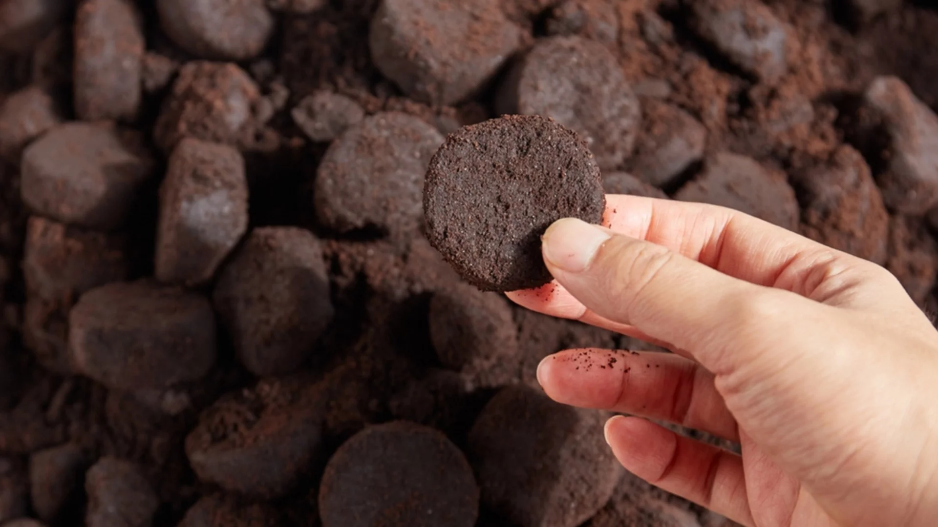 Растения, които трябва да наторите с утайка от кафе