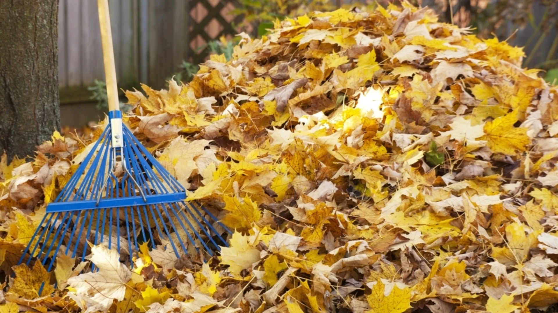 Как да компостирате листа, за да обогатите почвата в градината си