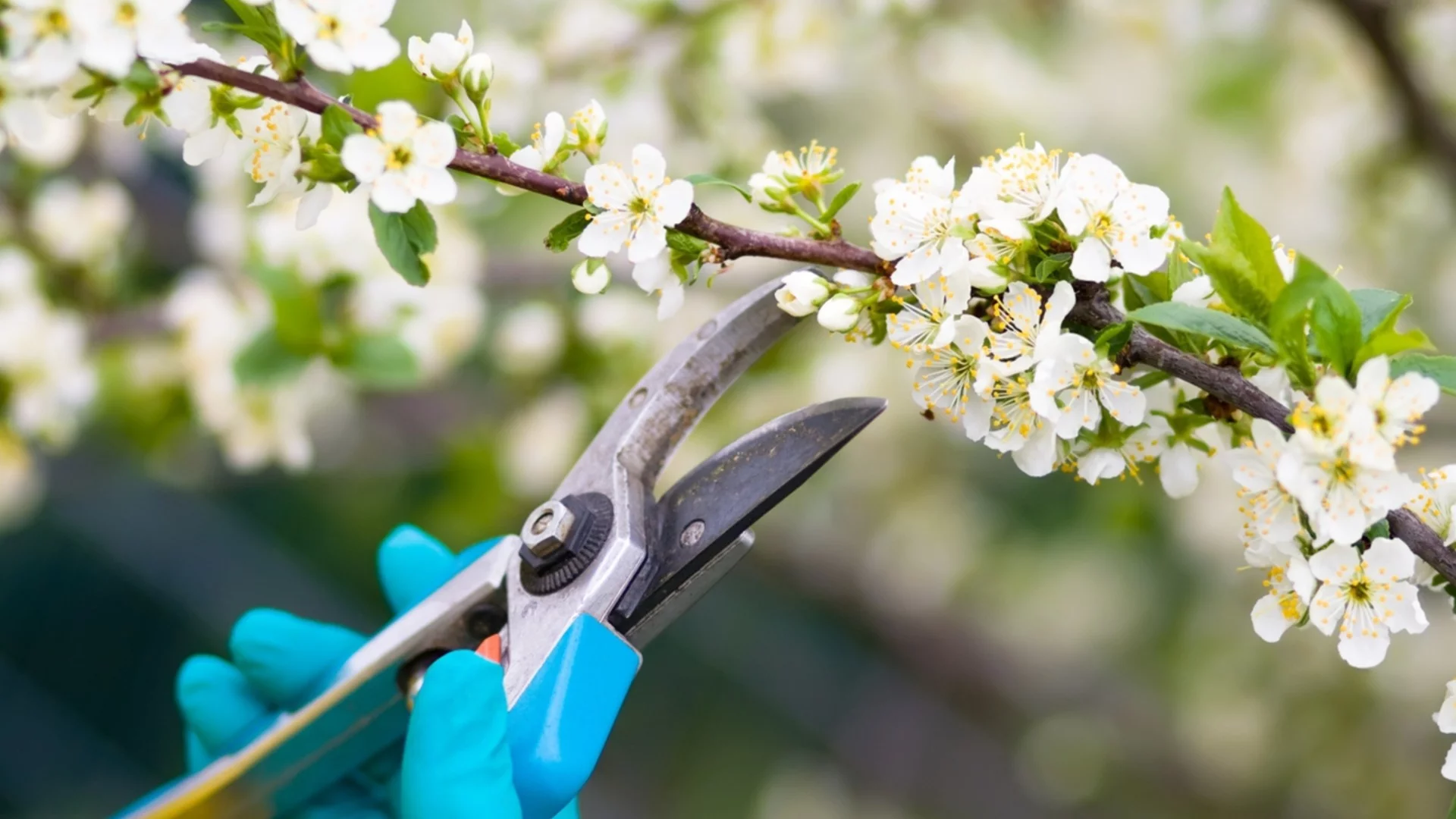 Какви са разликите между пролетна и есенна резитба на овошките