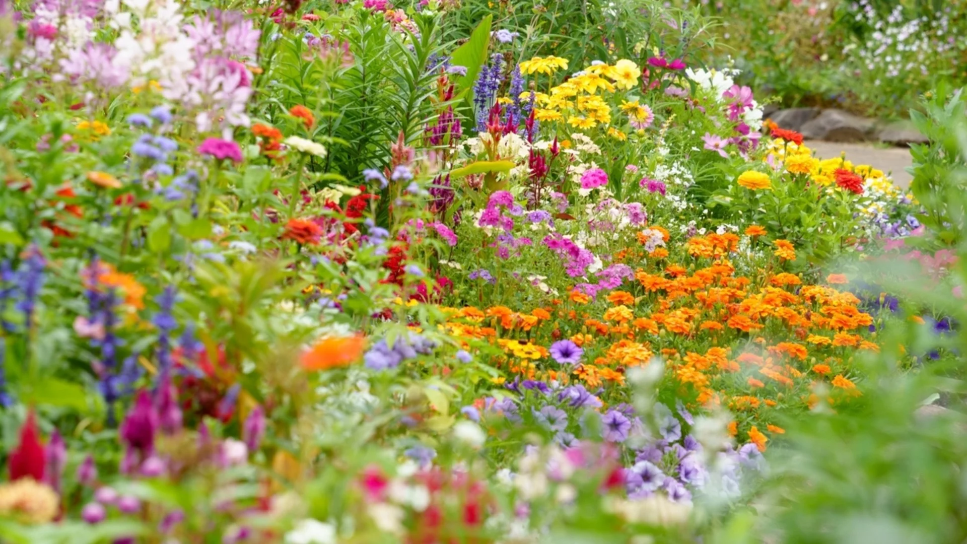 Растения, които осигуряват непрекъснат цвят от пролетта до лятото