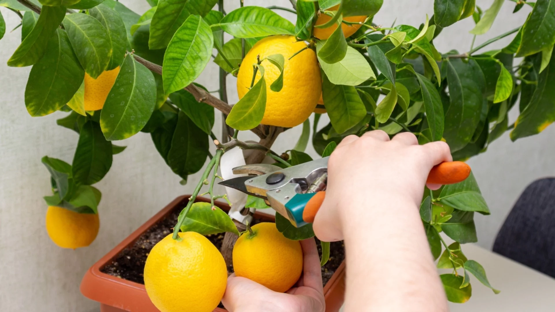 Лесни овощни дървета, които виреят на закрито