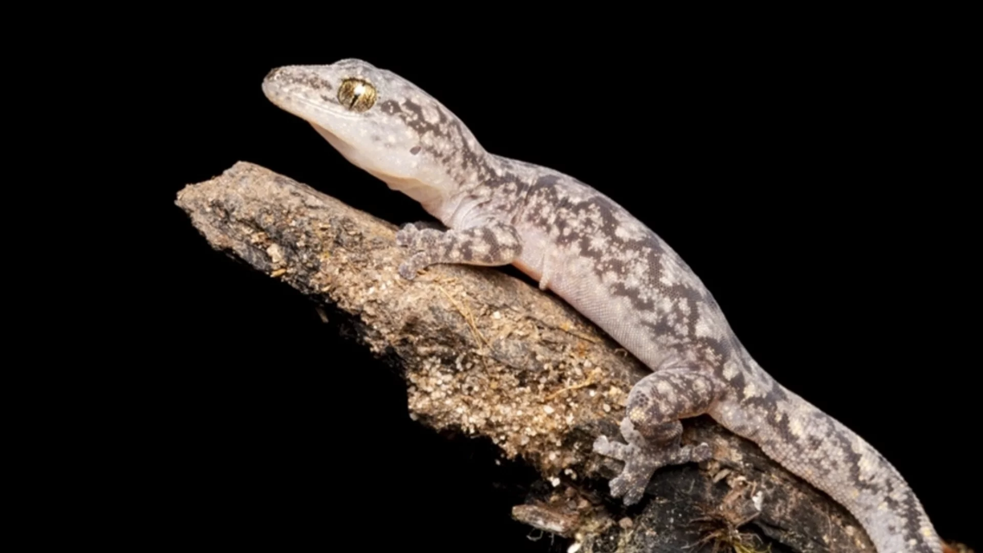 Откриха непознати видове диви животни (СНИМКИ)