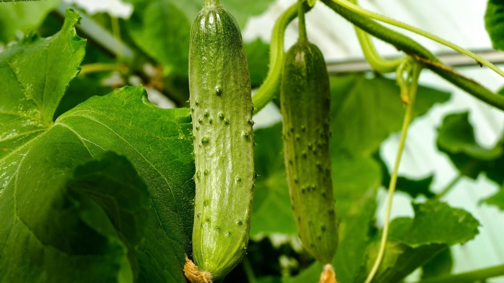 Най-доброто време за засаждане на краставици за богата реколта