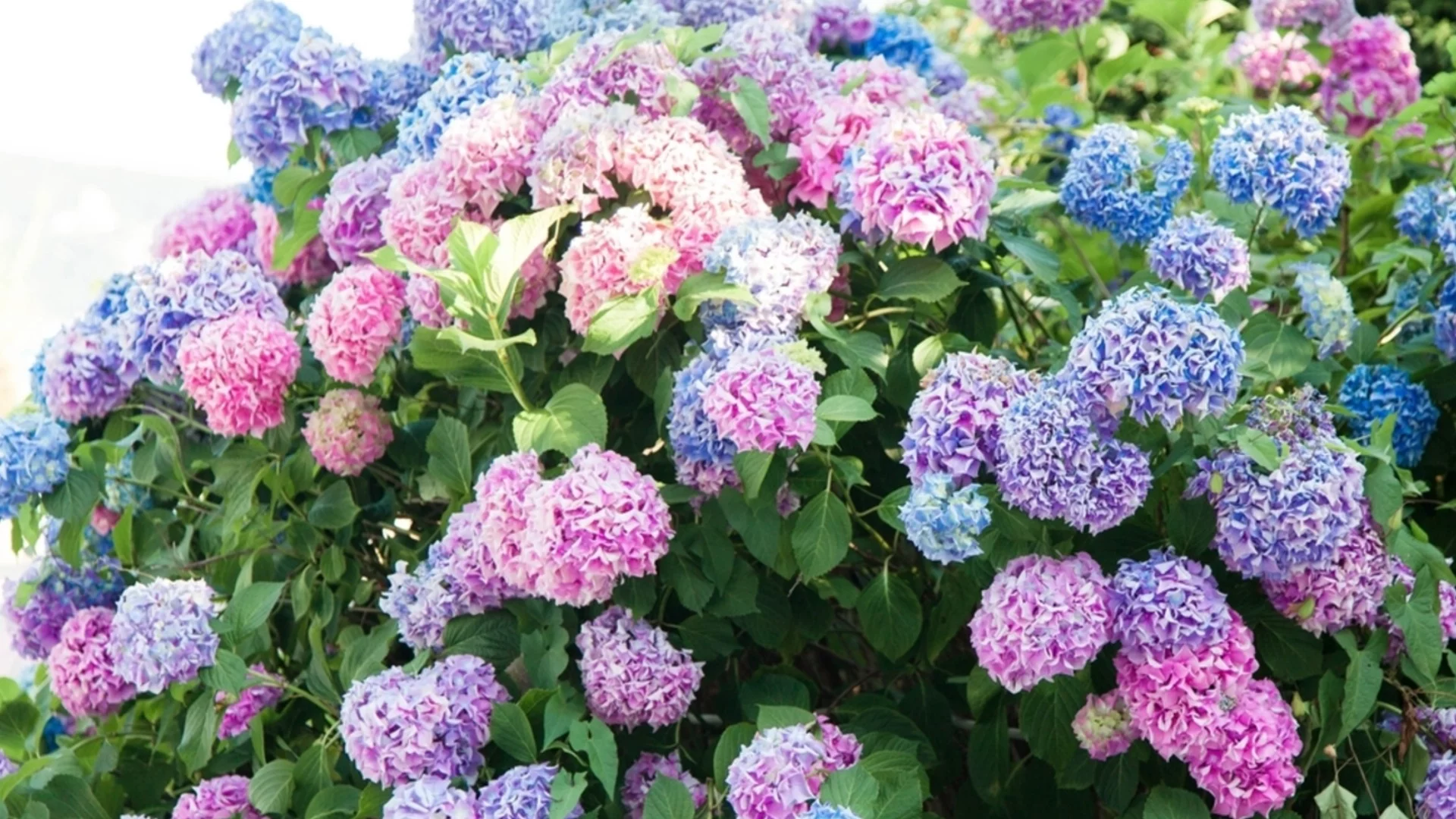 Как да наторите хортензии преди разгара на пролетта за по-големи и по-богати цъфтежи