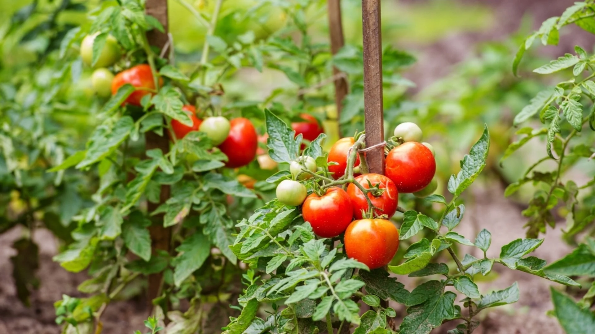 Как да предпазим разсада от домати от студените нощи