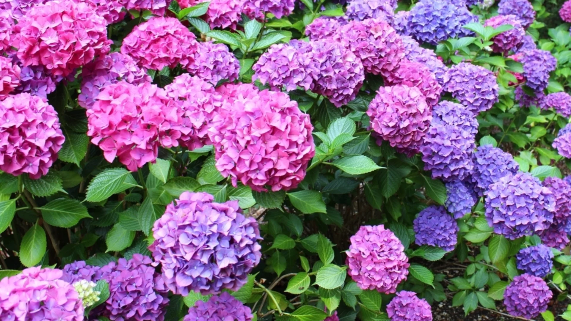 Кога да торите хортензии за най-добри цъфтежи