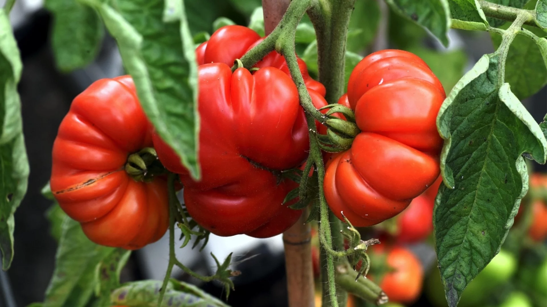 Най-добри растения-компаньони за домати за богата реколта