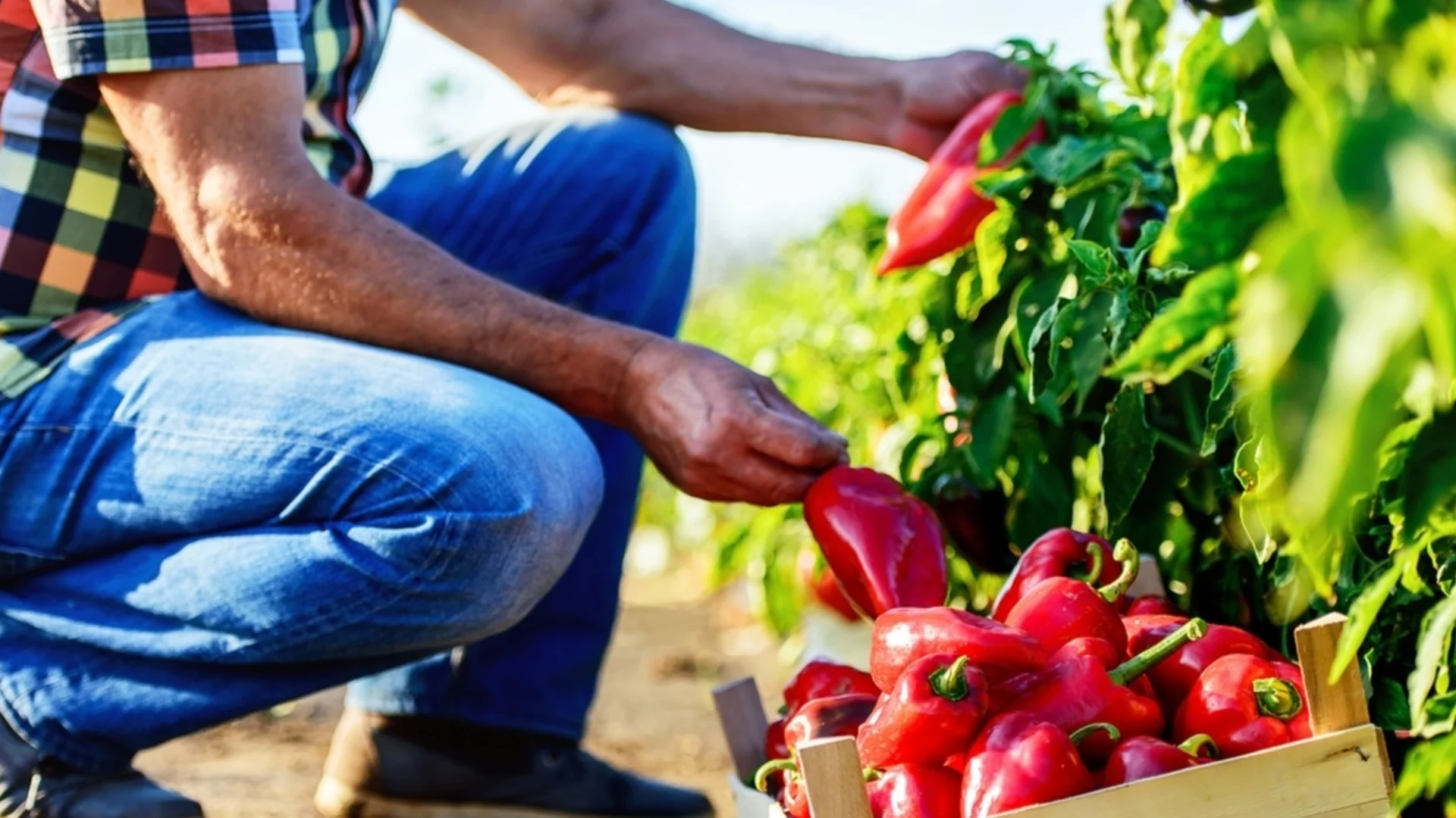 Как да подрязваме растения с чушки