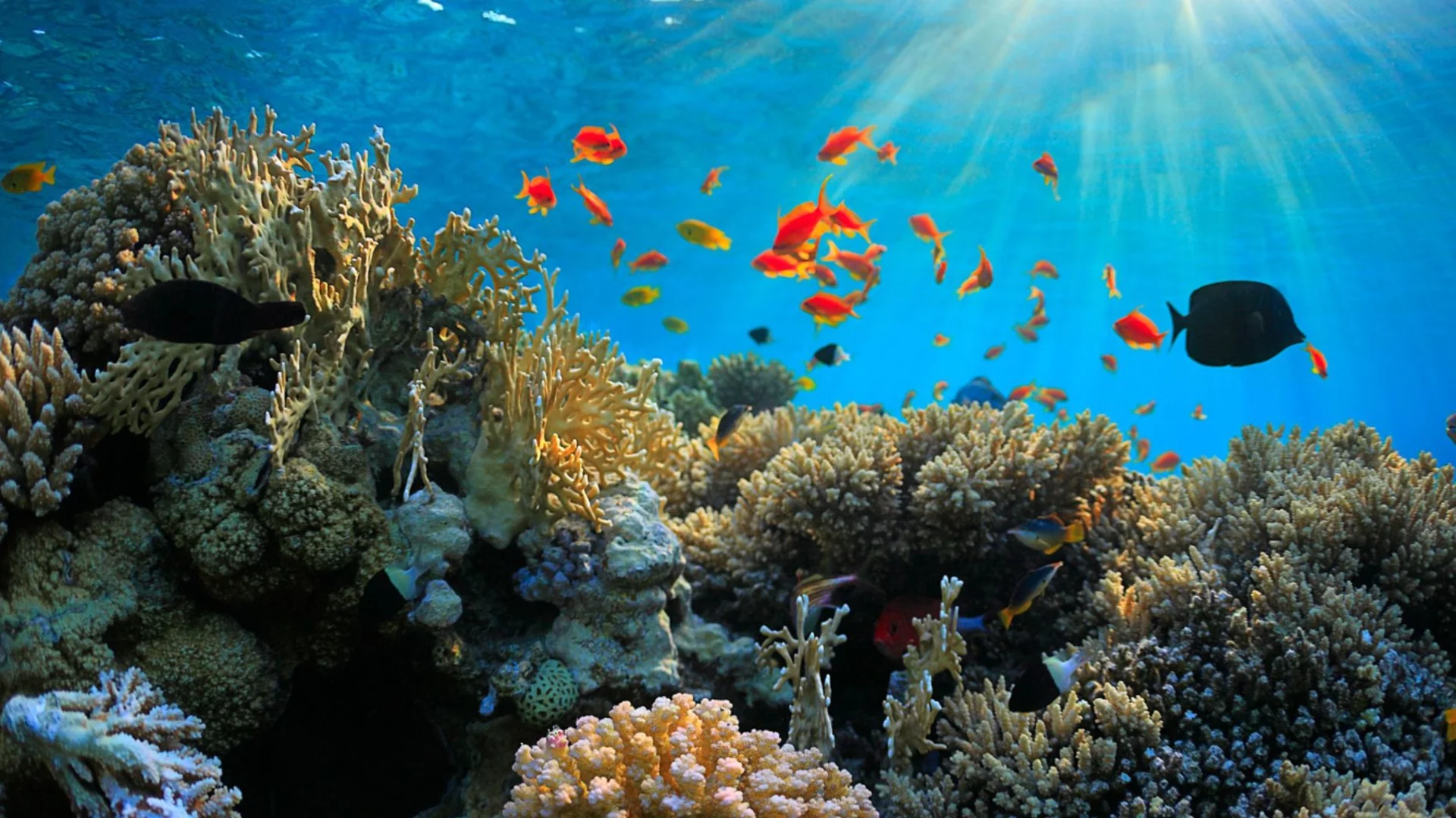 Учени откриха един от най-големите корали в света, който е на над 2000 години