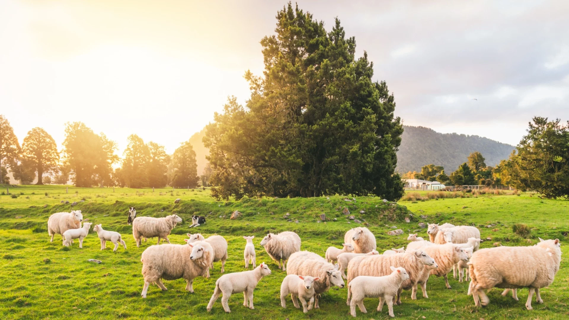 Масовото клане на добитък в Русия: Фермер заплаши да се самозапали, семейства устояват на заплахите (ВИДЕО)
