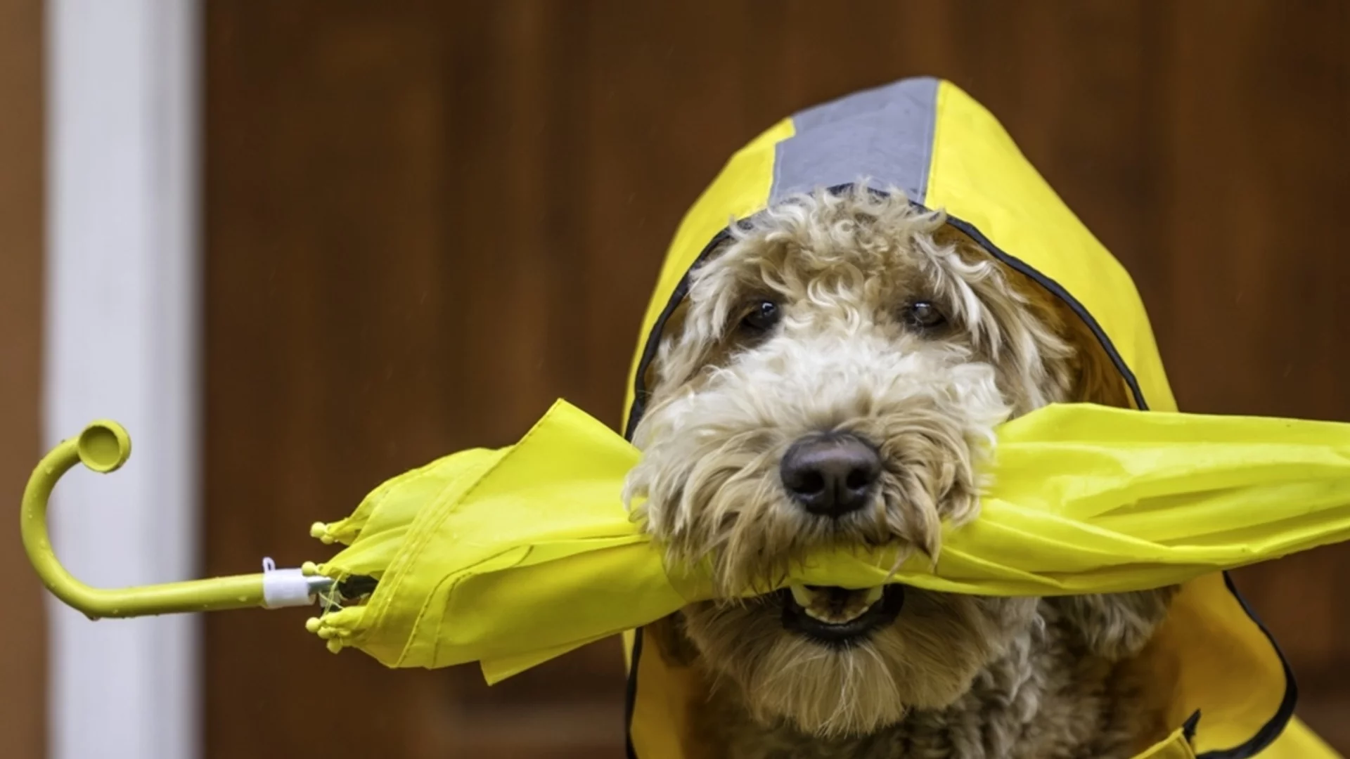 Жълт код за валежи в две области. Времето утре - 24 март 2026 г. 