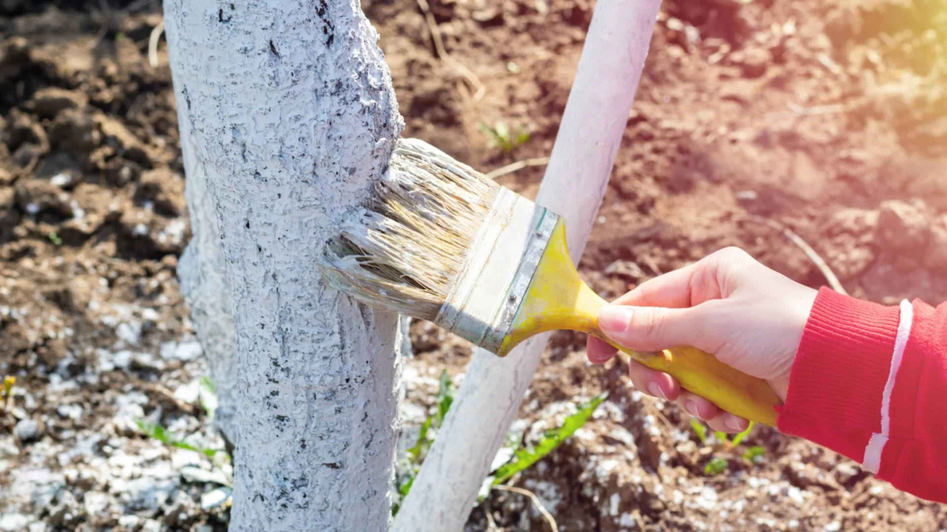 Трябва ли да варосвате дърветата през пролетта? Истината ще ви изненада