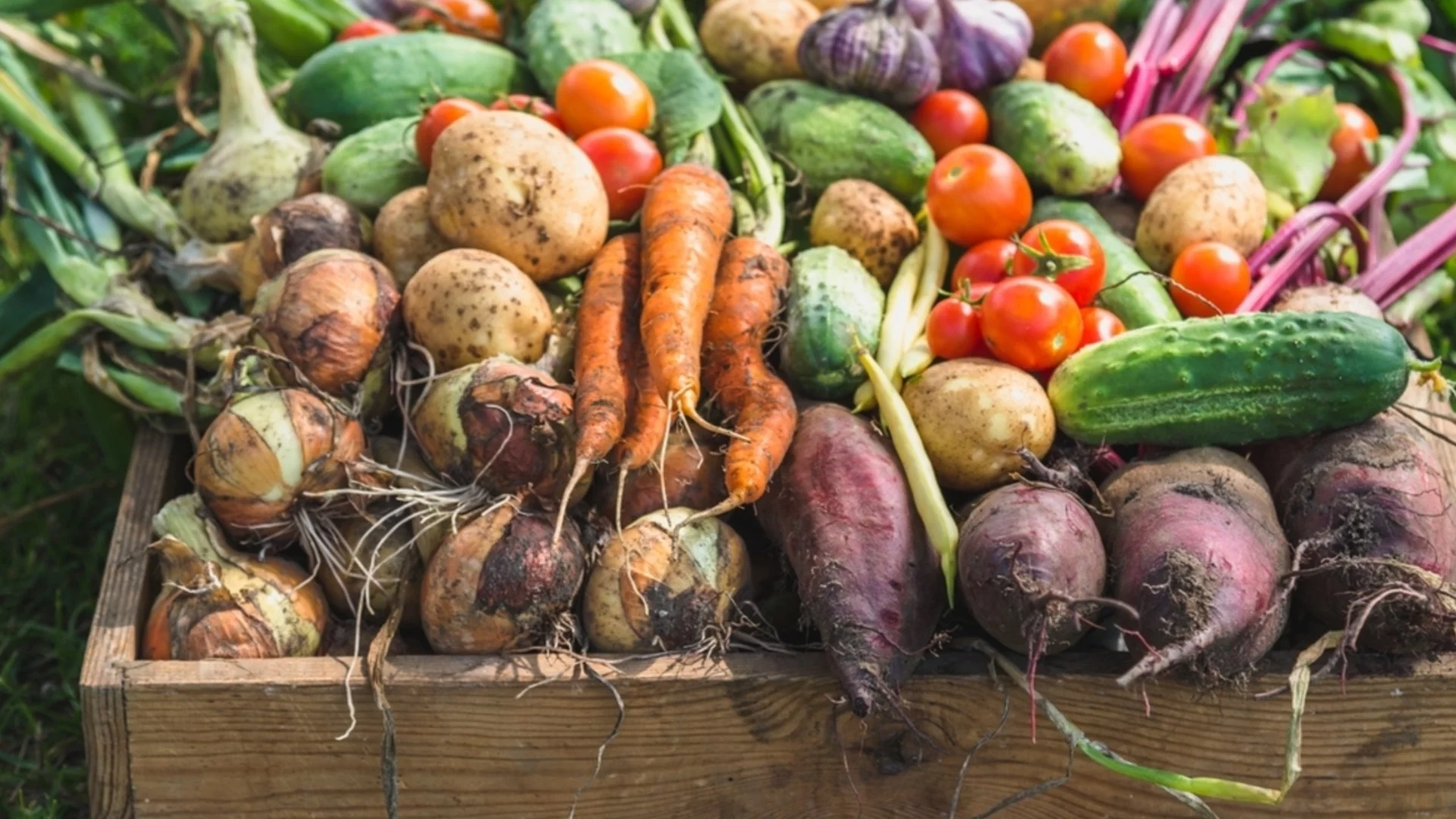 Най-лесни зеленчука за отглеждане в градината