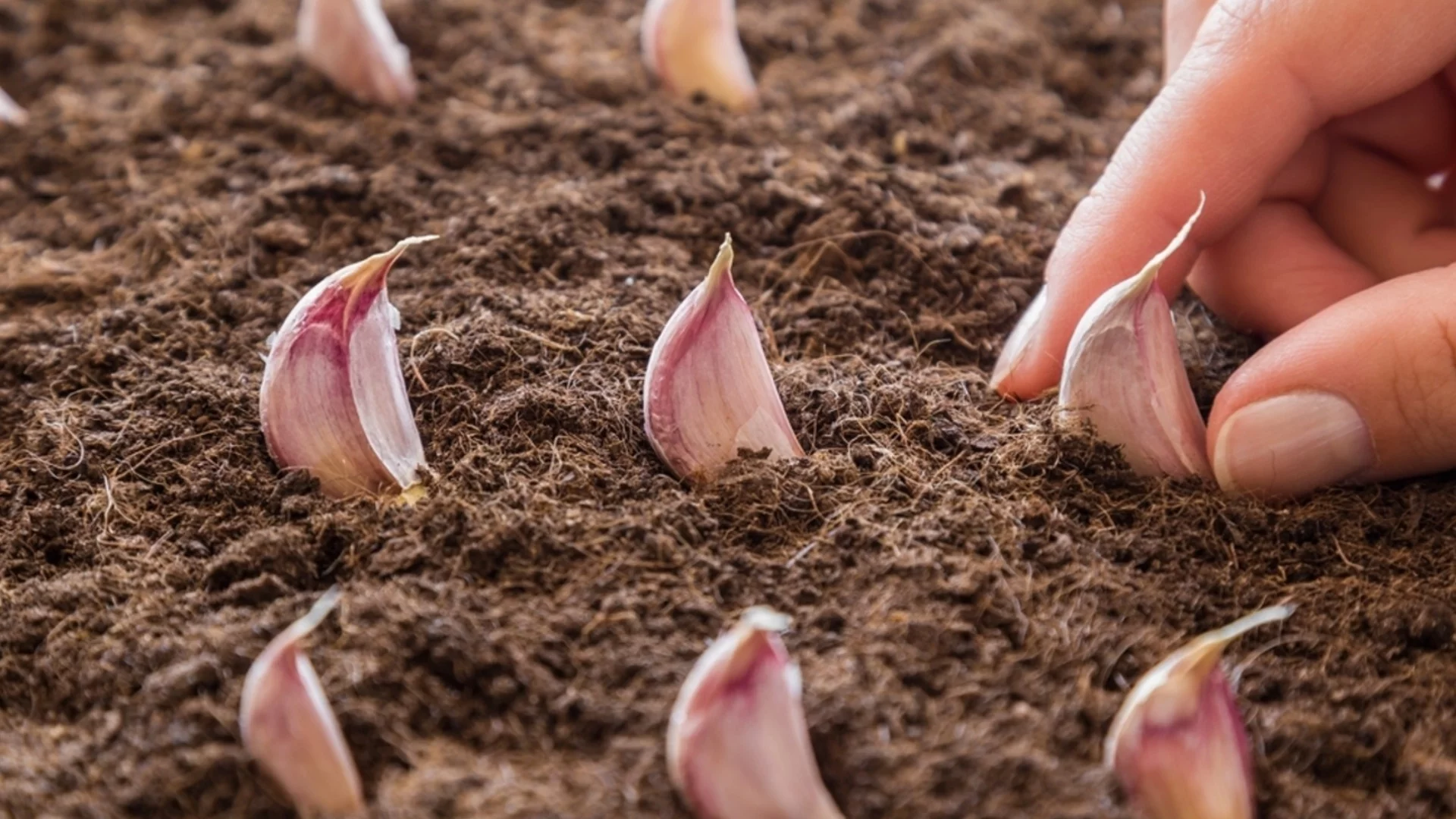 Как да засадите чесън от скилидка