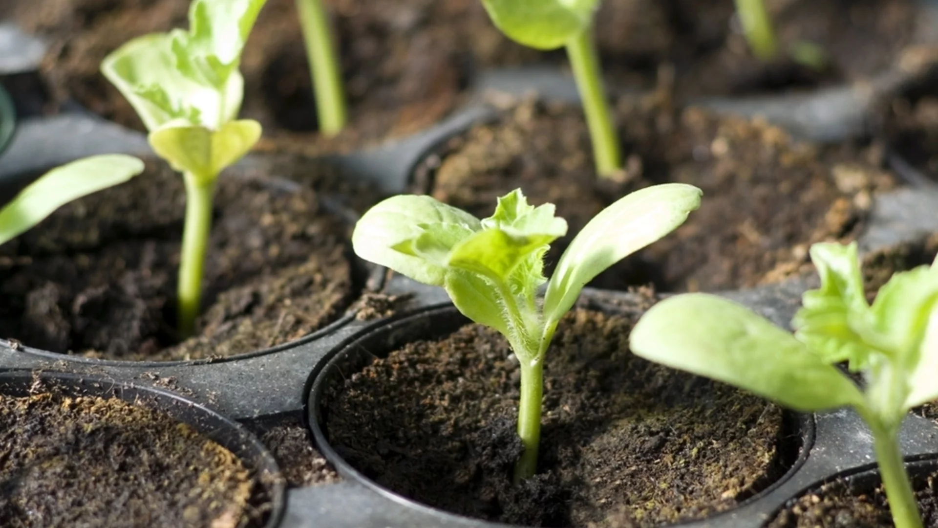Разсадът на краставиците ще расте здрав и силен, без да пожълтява, ако използвате този тор