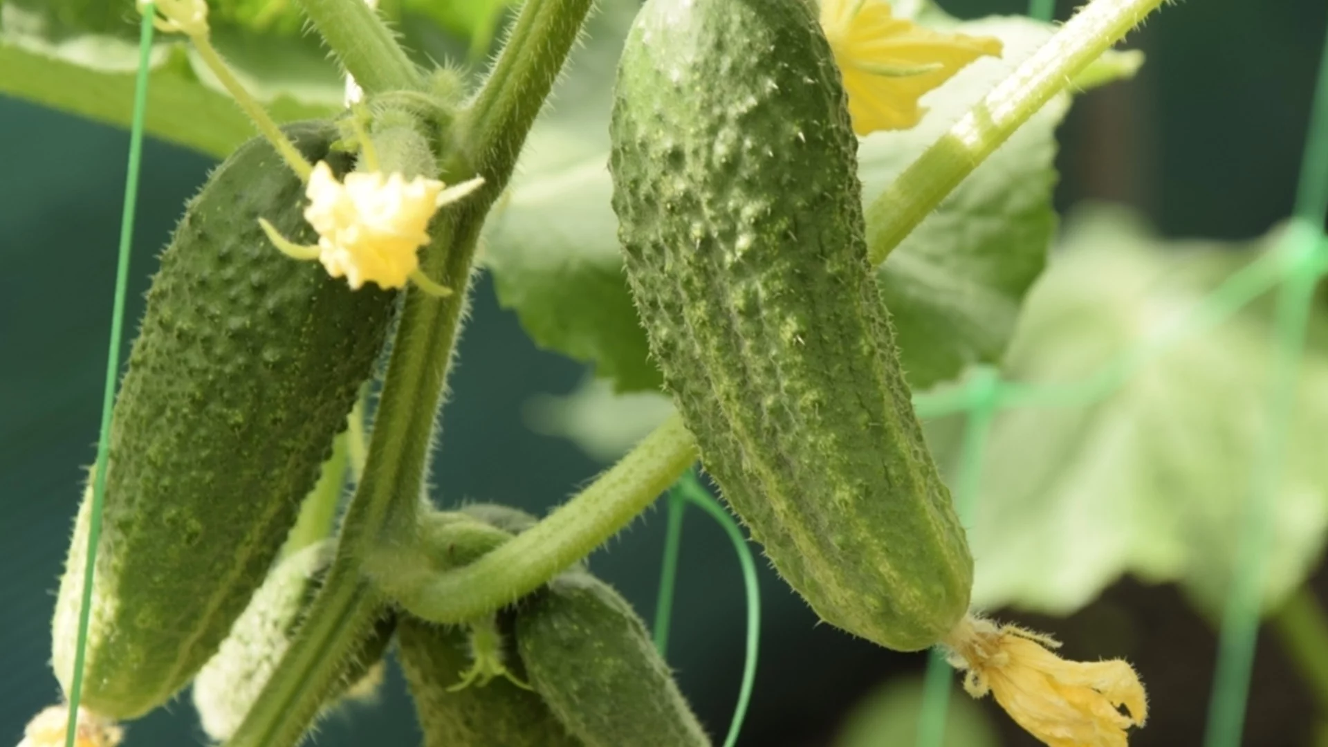 Как да отглеждате краставици от семена