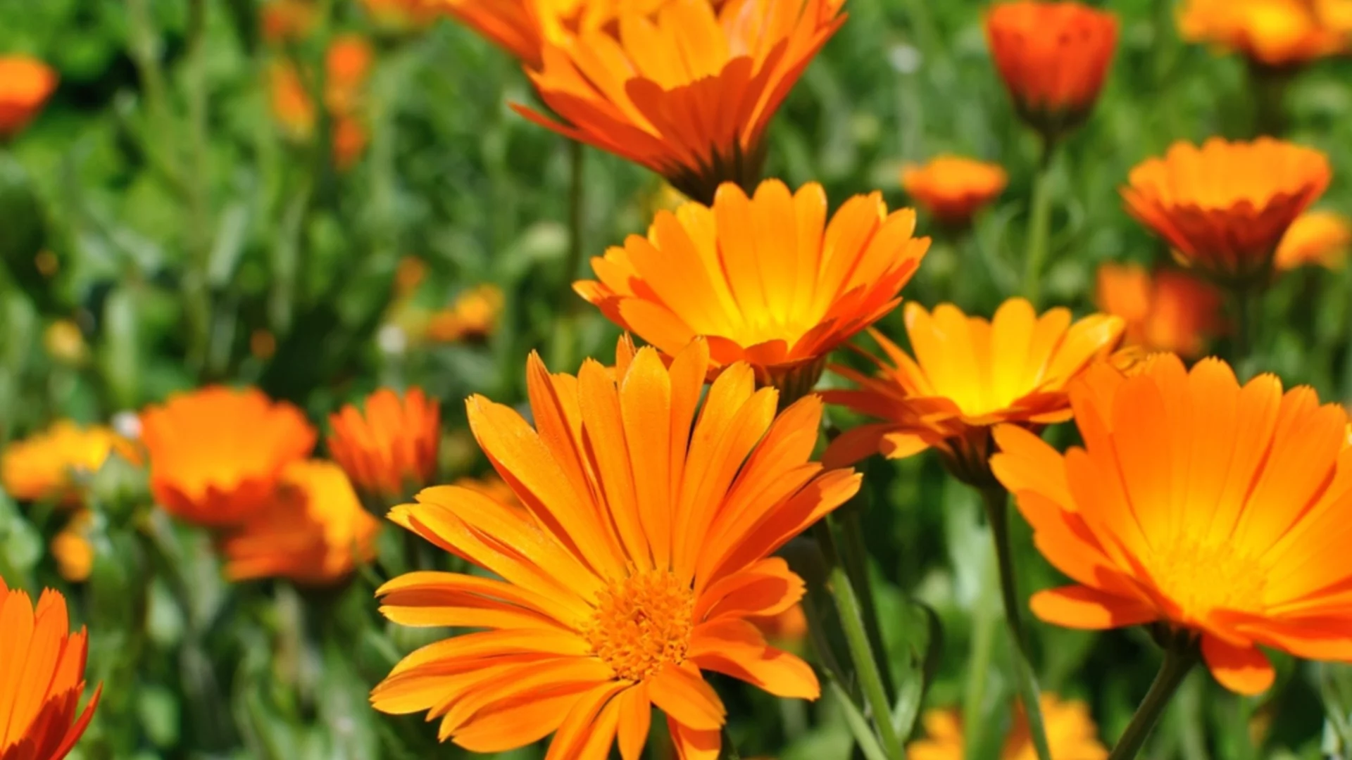 Старите градинари отглеждат невени само така