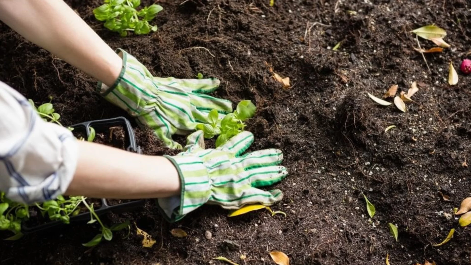 Топ 7 грешки при подготовка на почвата за разсад