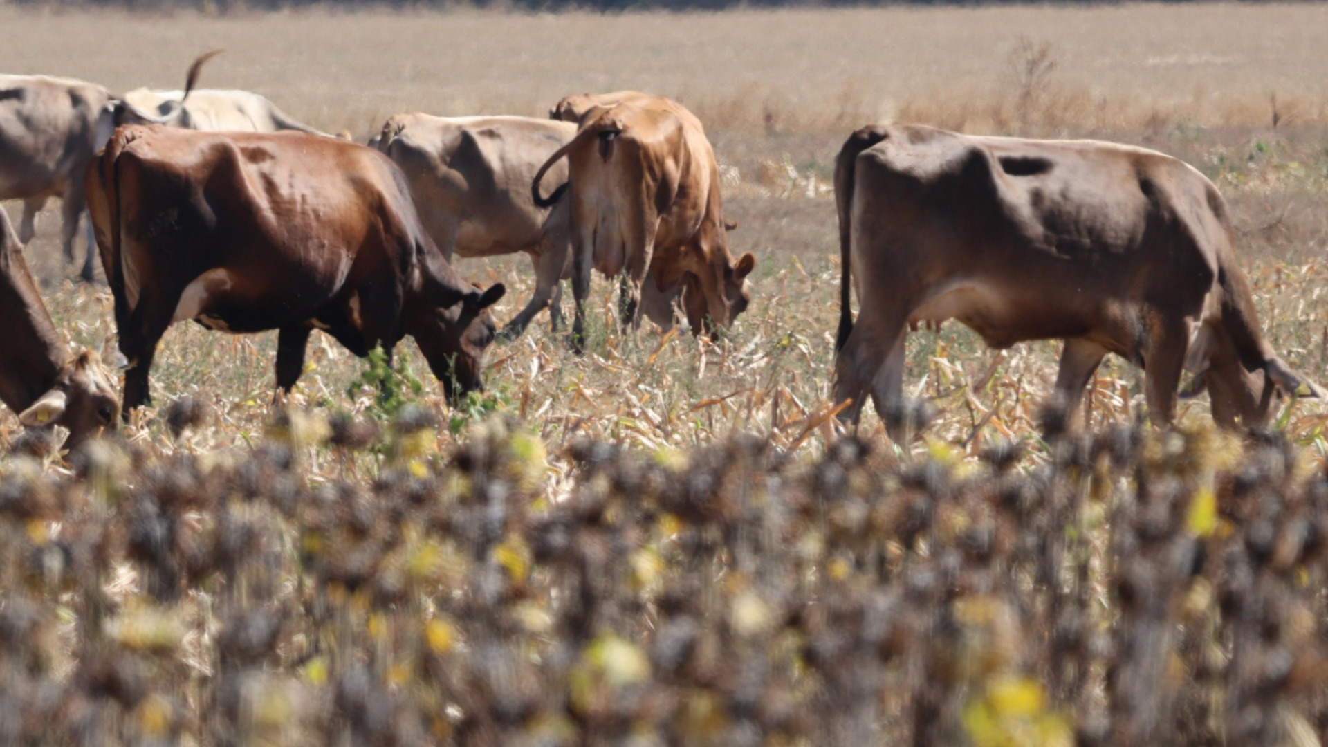 Поголовното клане на добитък в руско село, предизвикало протести, е завършено (ВИДЕО)