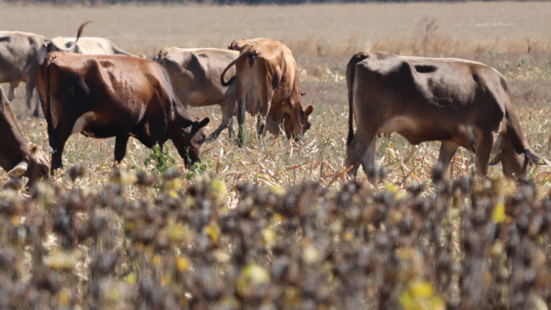 Поголовното клане на добитък в руско село, предизвикало протести, е завършено (ВИДЕО)