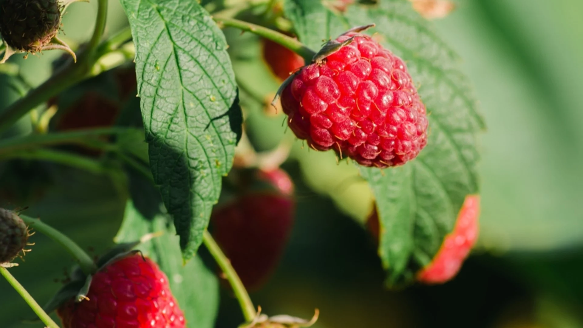 Последен шанс за засаждане на тези овощни храсти