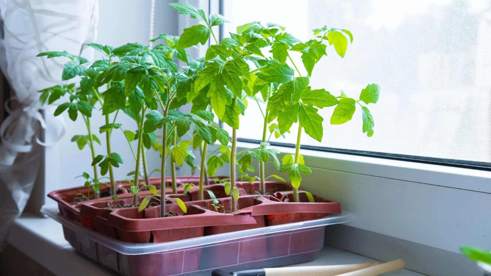 Не правете тази грешка с разсада! Как да отгледате домати с рекордни добиви