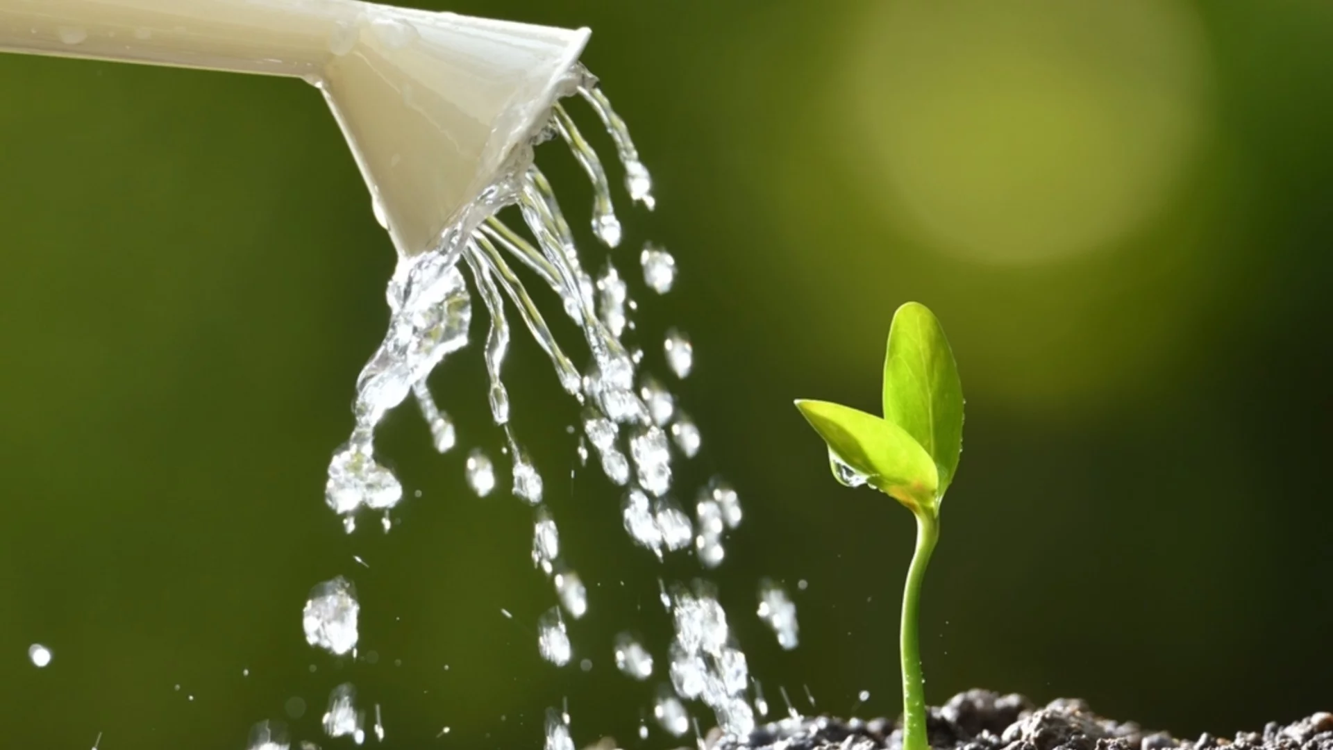 5 критични грешки при поливане на разсад: Как да не съсипете реколтата