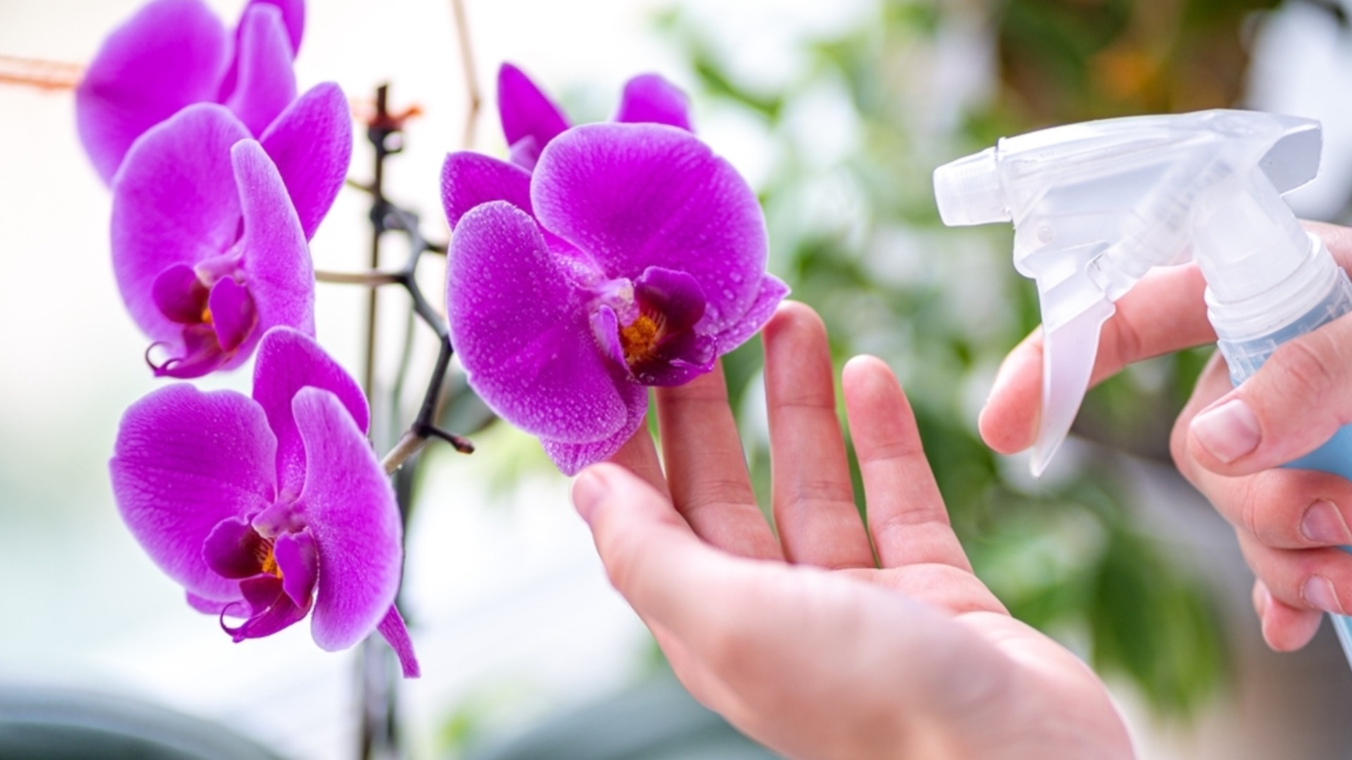 Как да насърчите повторен цъфтеж на орхидеята