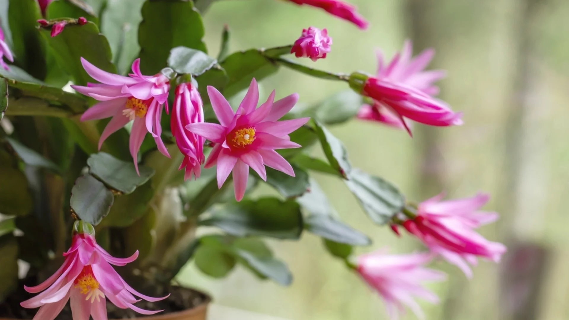 Как да накарате великденския кактус да цъфти навреме  