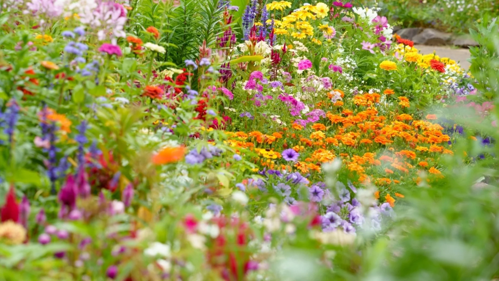 Единственото нещо, което трябва да направите, преди да добавите вар към тревата си тази пролет  