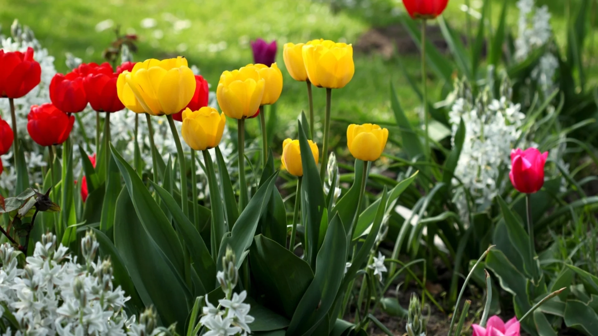 Как лалетата във вашата градина да растат силни и високи  