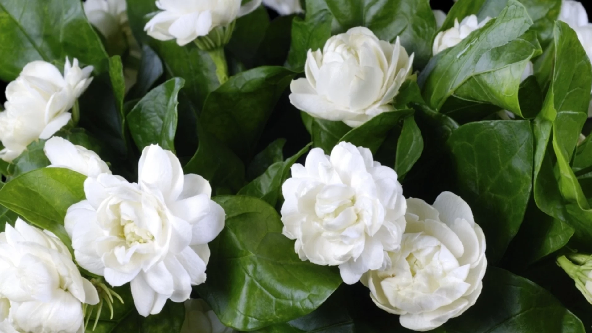 Какво трябва да знаете преди да засадите звездовиден жасмин