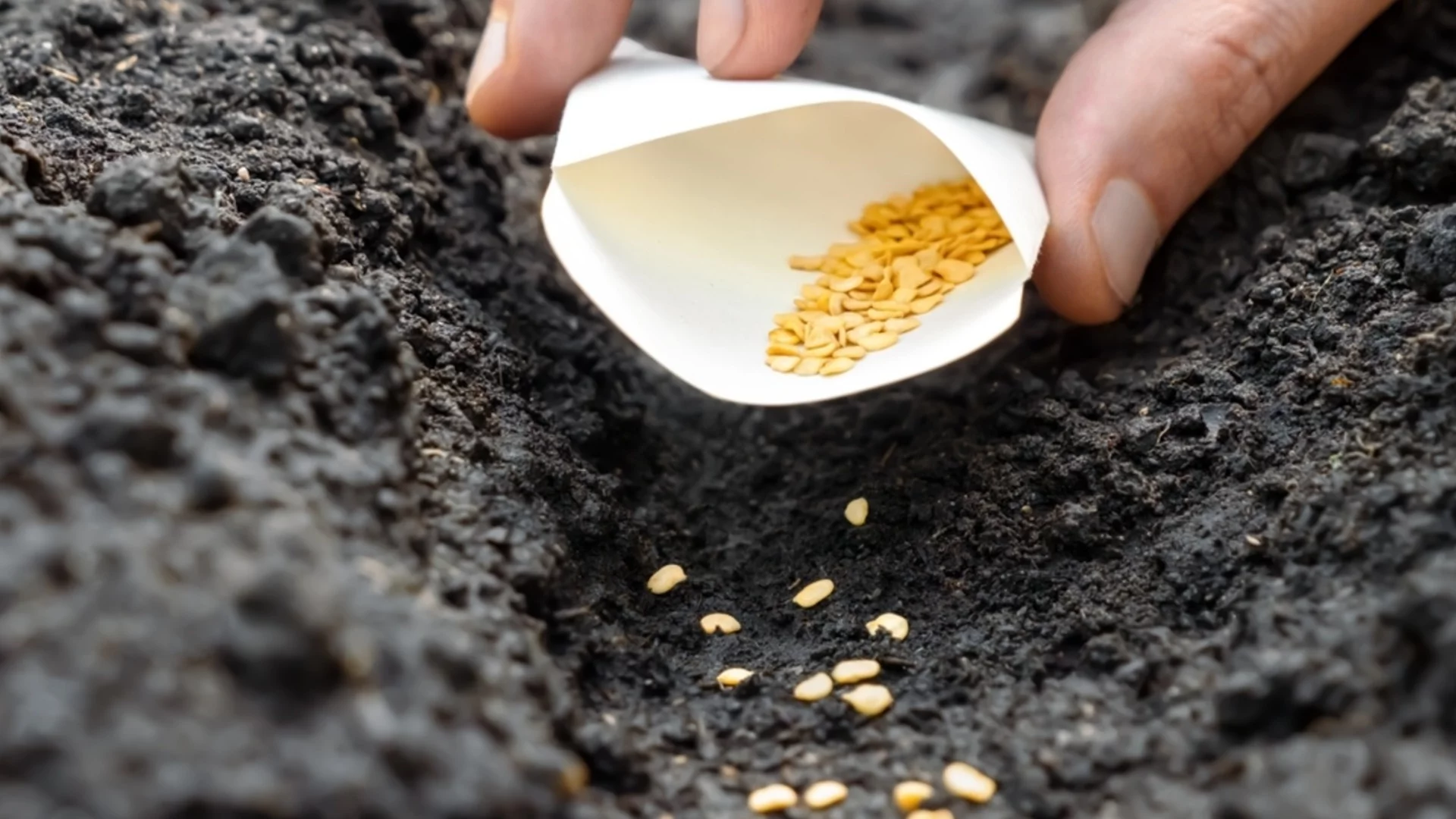 Градинарски трик, който прави засаждането на семена лесно