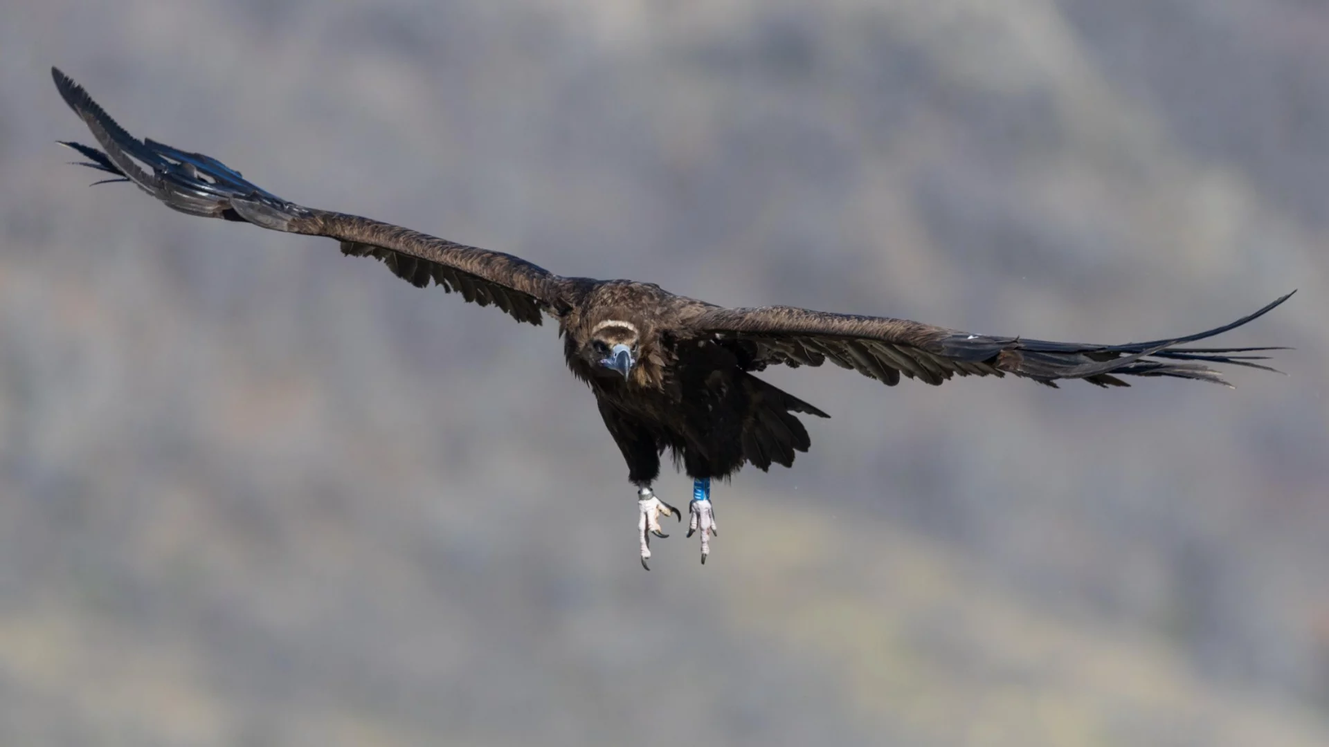 Пореден случай на отровен черен лешояд в защитена зона "Бяла река"