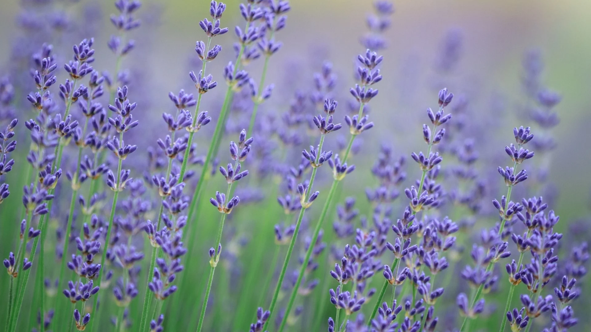 Бързорастящи храста, които ще преобразят градината ви бързо