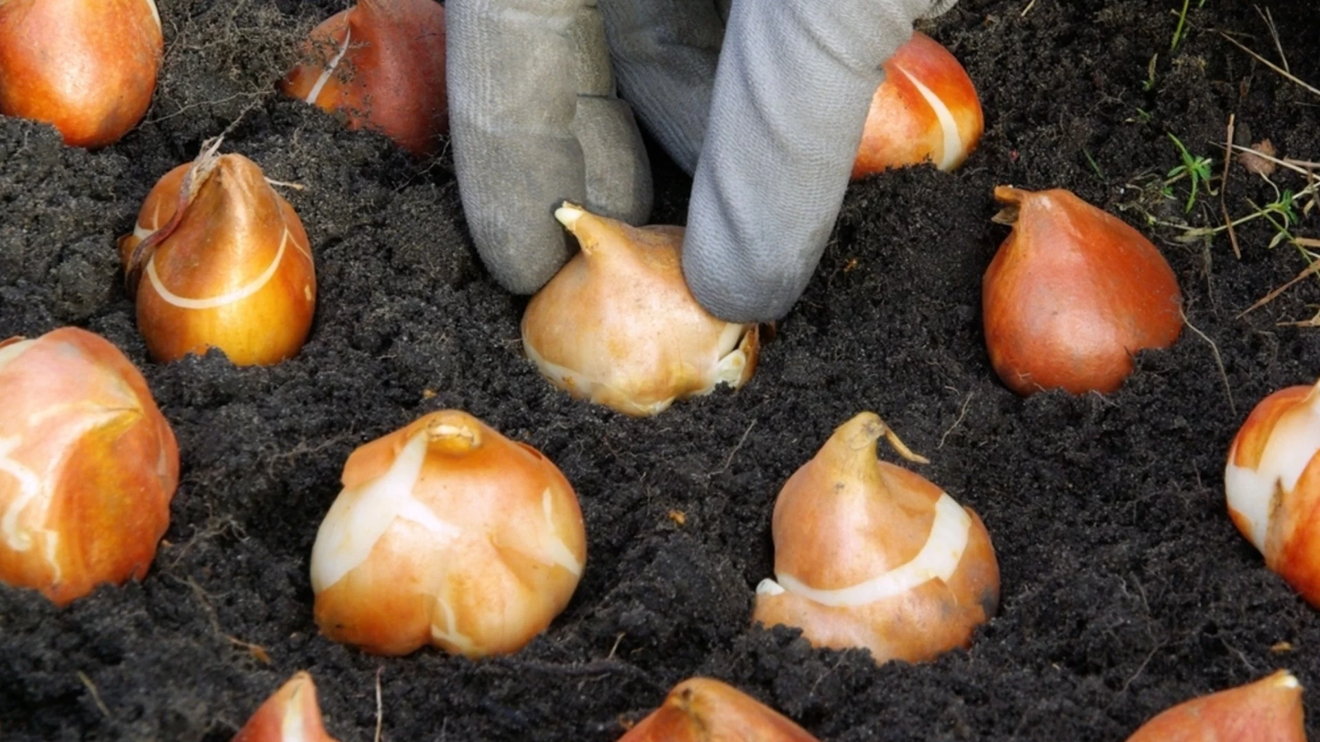 Многогодишни луковици, които да засадите през пролетта за красиви летни цъфтежи 