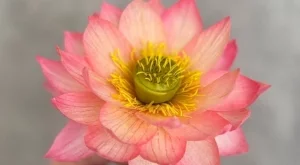 Показват захарни цветя в Ботаническата градина на БАН