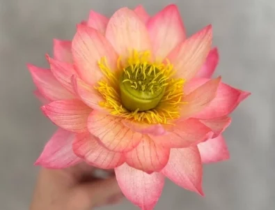 Показват захарни цветя в Ботаническата градина на БАН