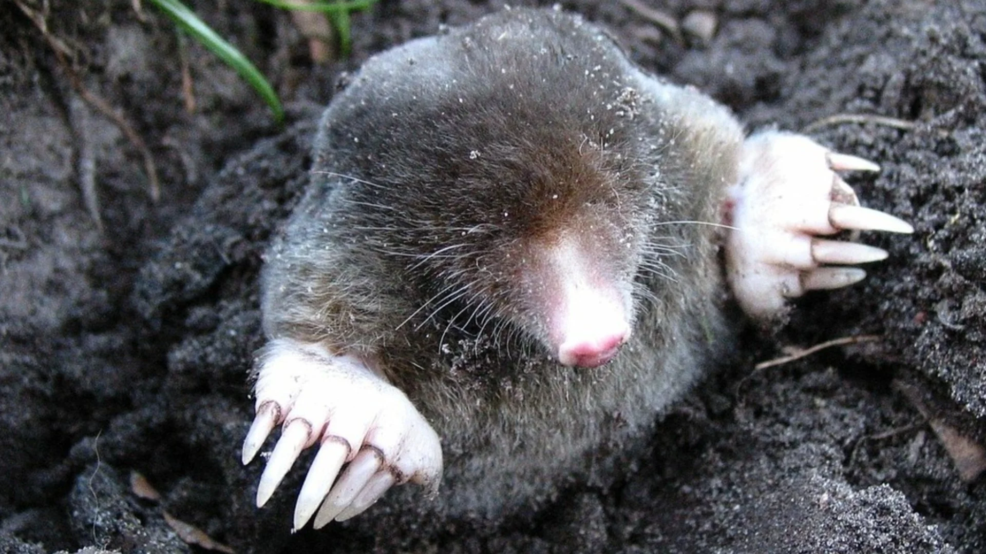 Неочакваните ползи от наличието на къртици в двора ви 