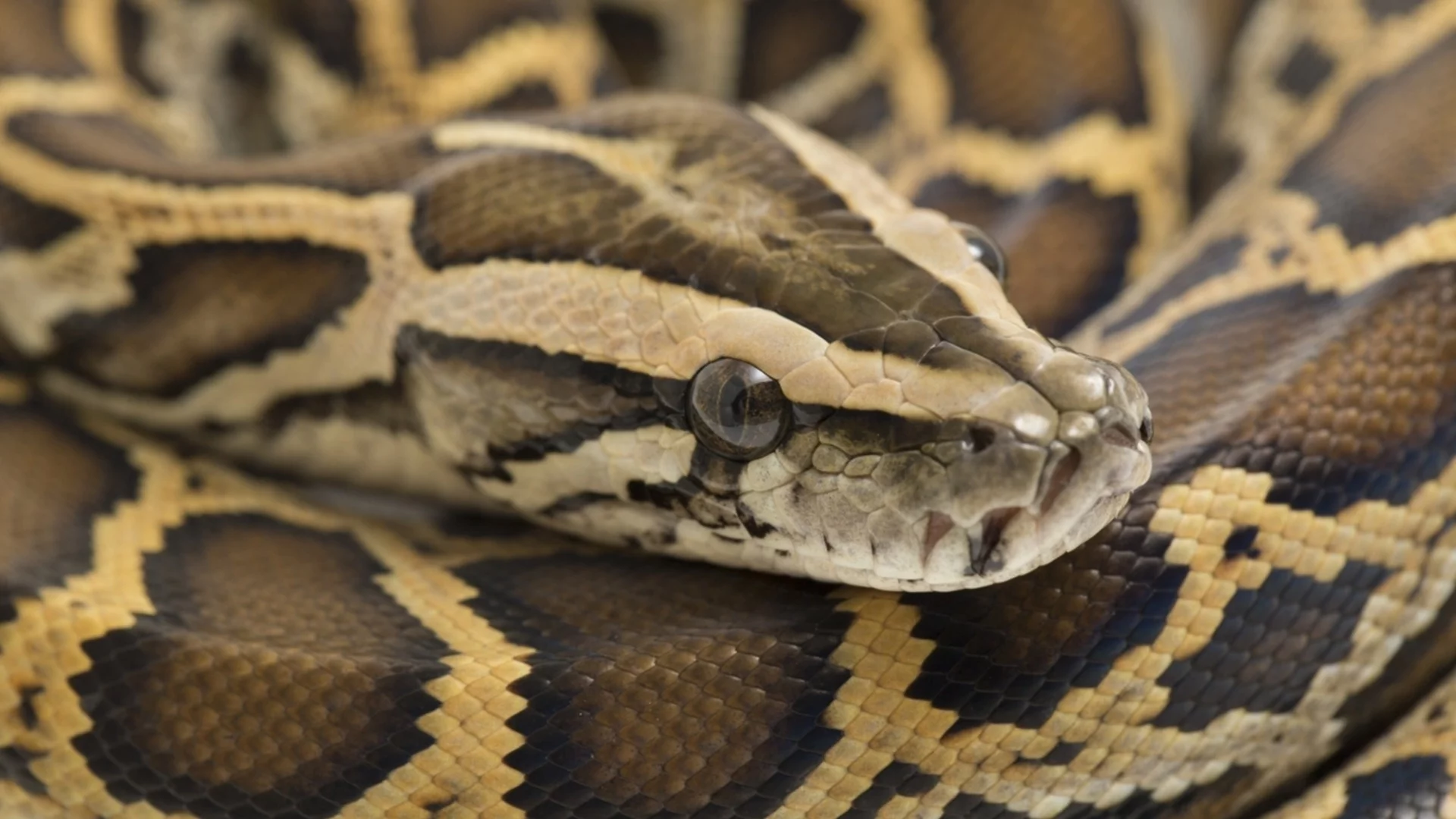 Без глад и странични ефекти: Питоните могат да помогнат за ефективно отслабване