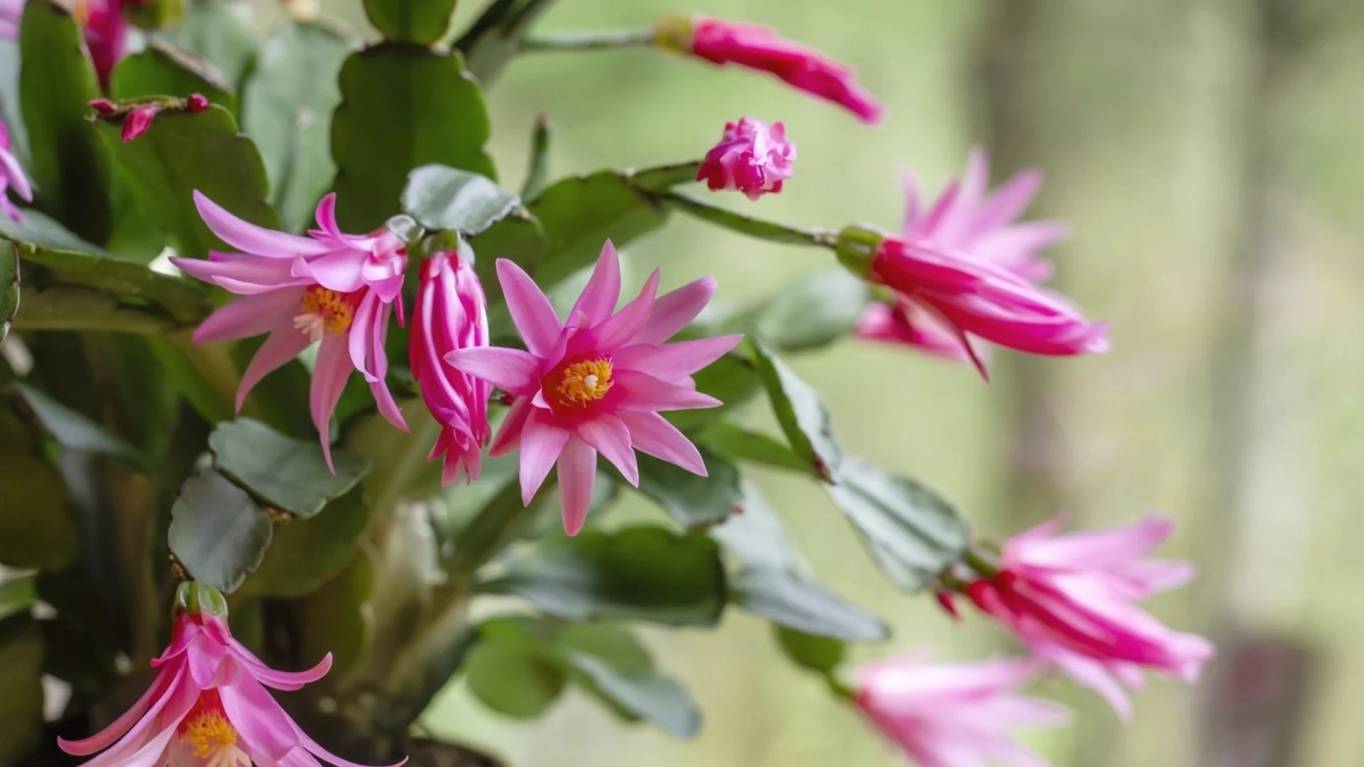 Как да се грижим за великденски кактус, за да процъфтява