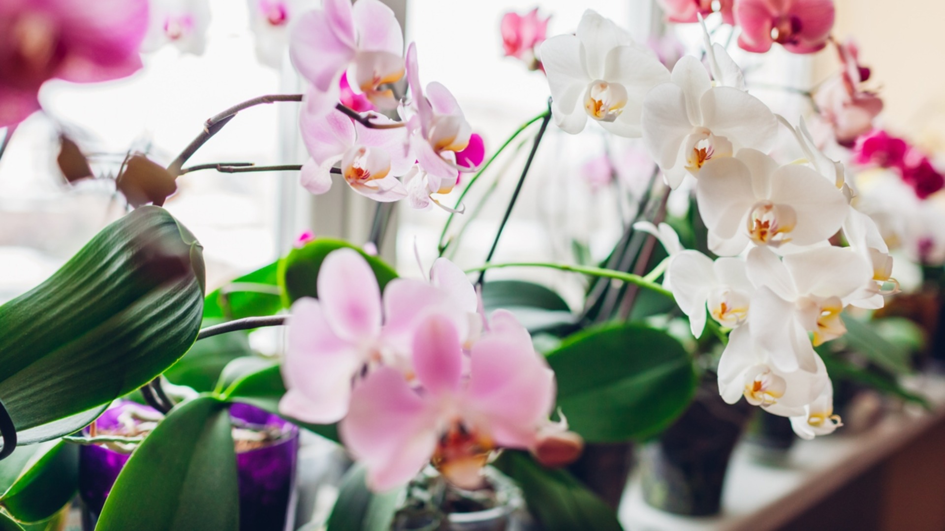 Цъфтящи стайни растения, които ще направят дома ви да изглежда невероятно