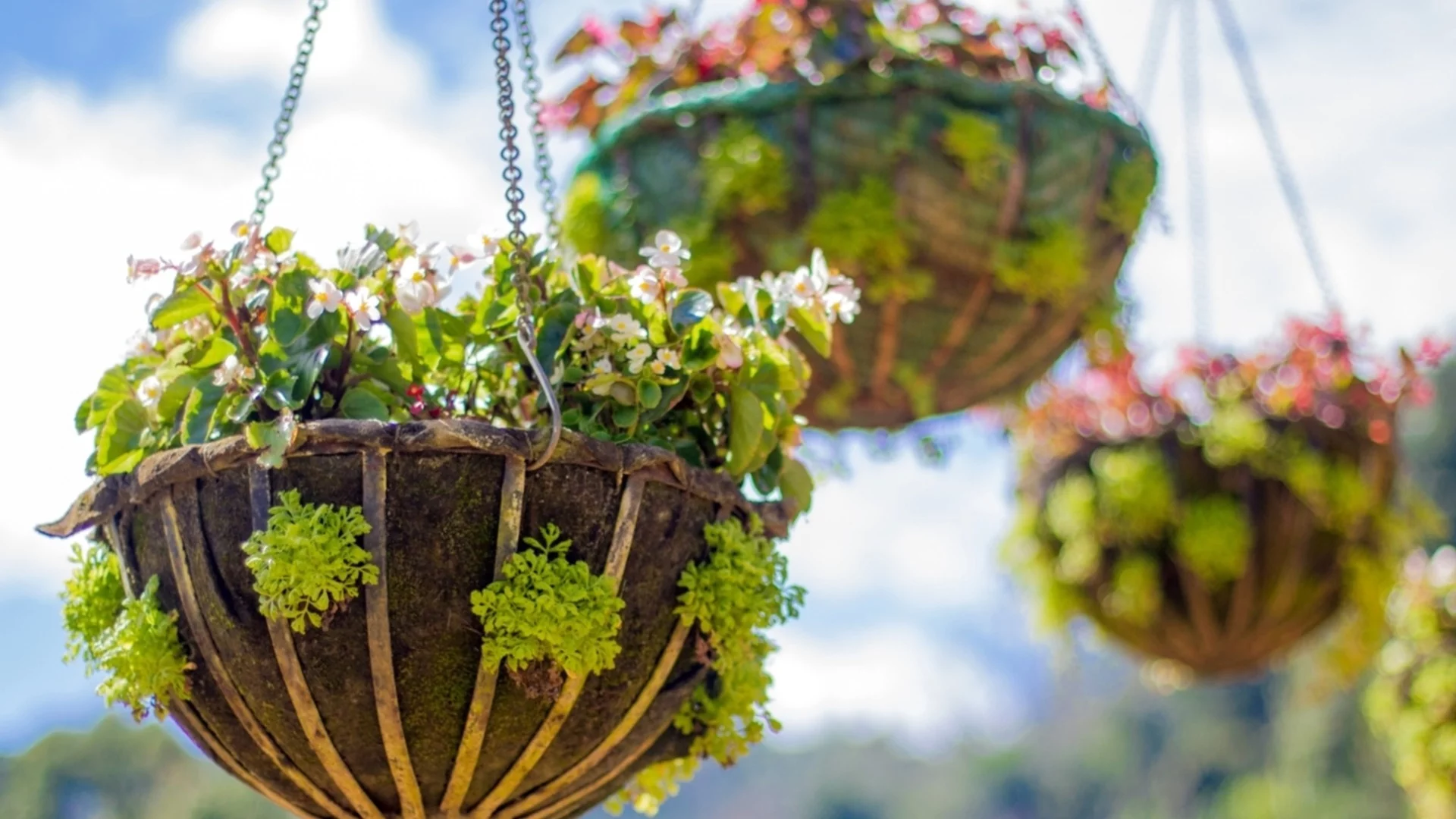 Най-добрият избор на цветя за висяща кошница