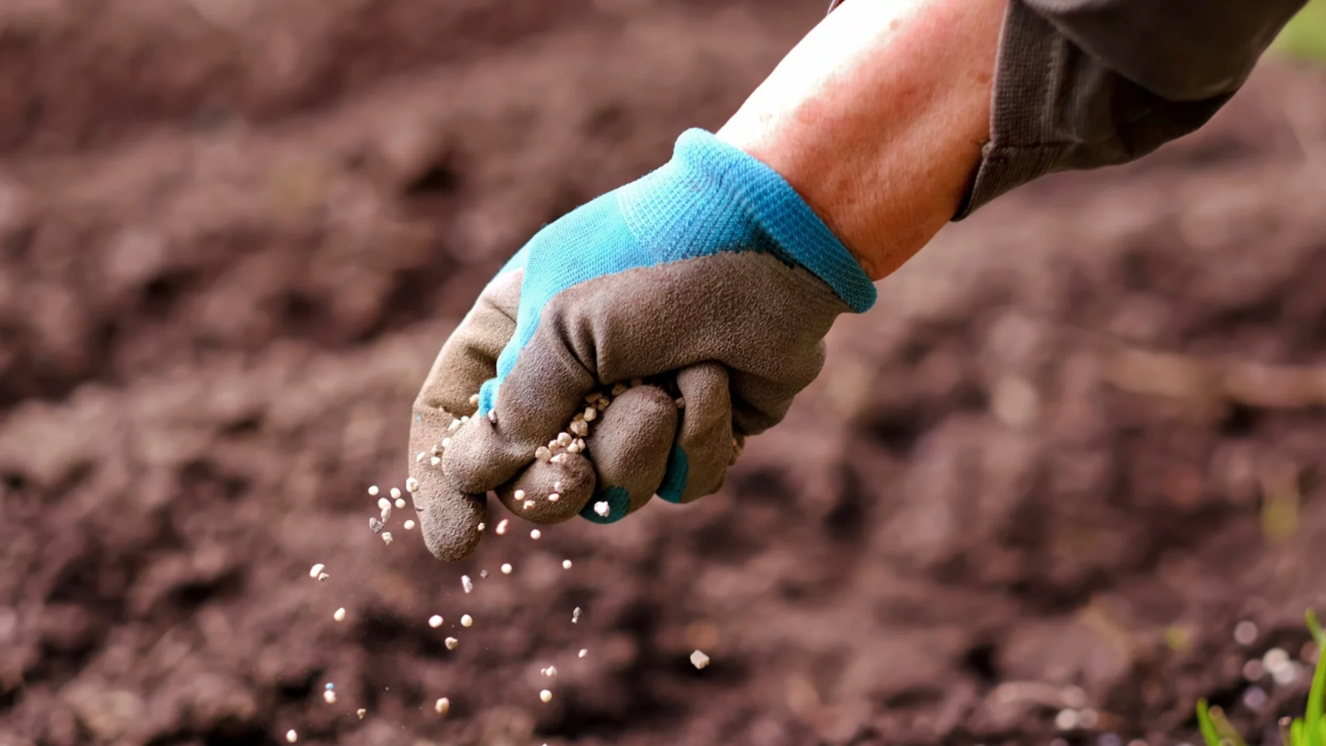 Как правилно да наторите растенията през пролетта