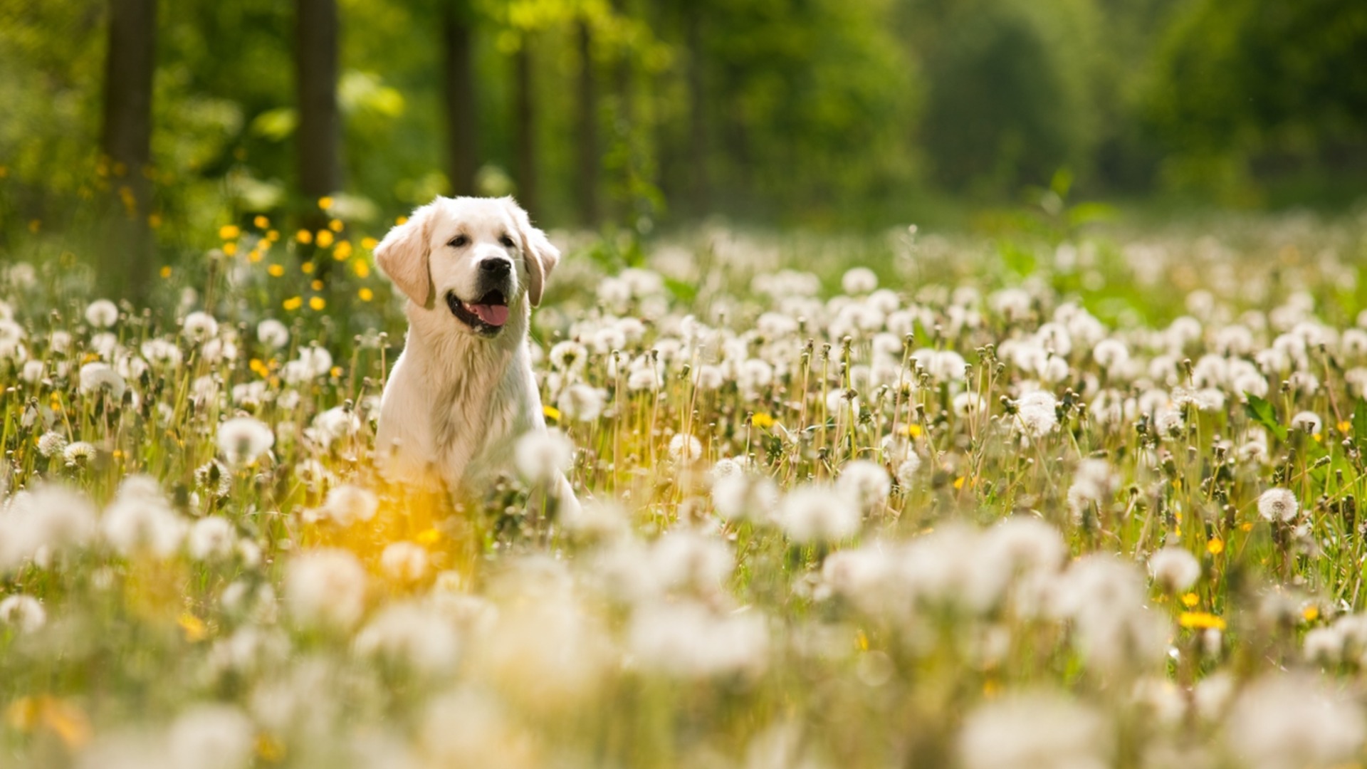 Прогноза за времето - 25 март 2026 г. (сряда)