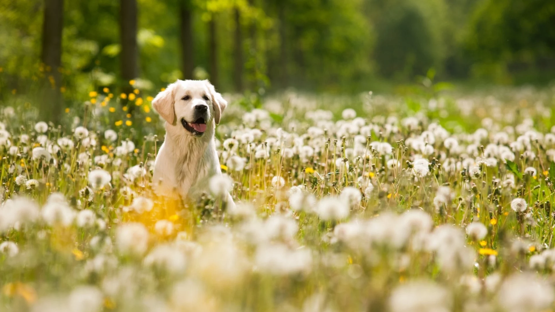 Прогноза за времето - 25 март 2026 г. (сряда)